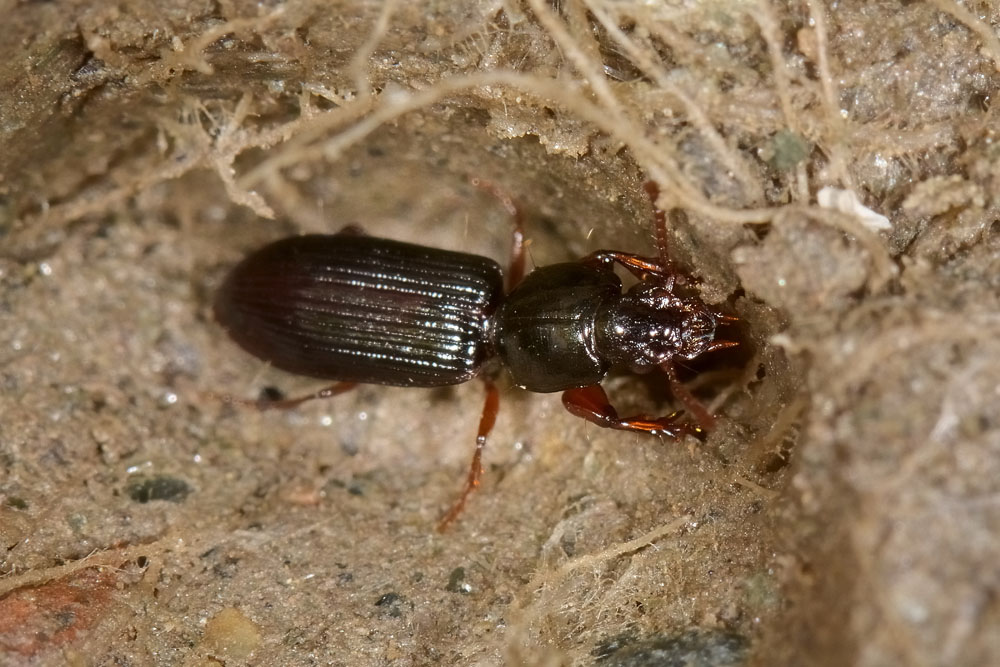 Carabidae:  Clivina fossor